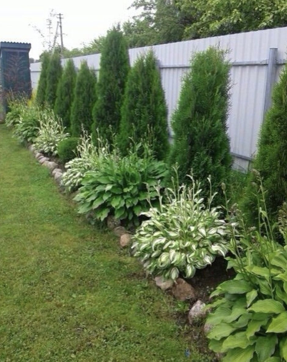 Туя Даника и Хоста