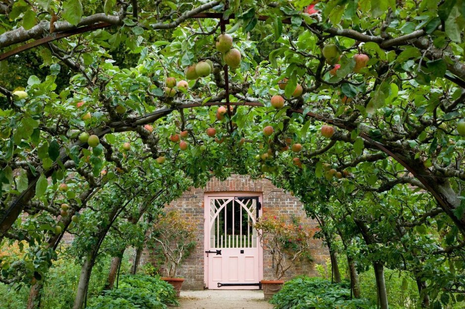 Декоративные яблони в ландшафтном дизайне