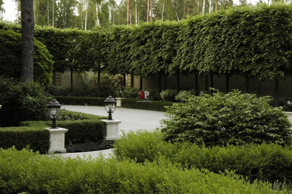 Живая изгородь французский парк Палисад Версаль