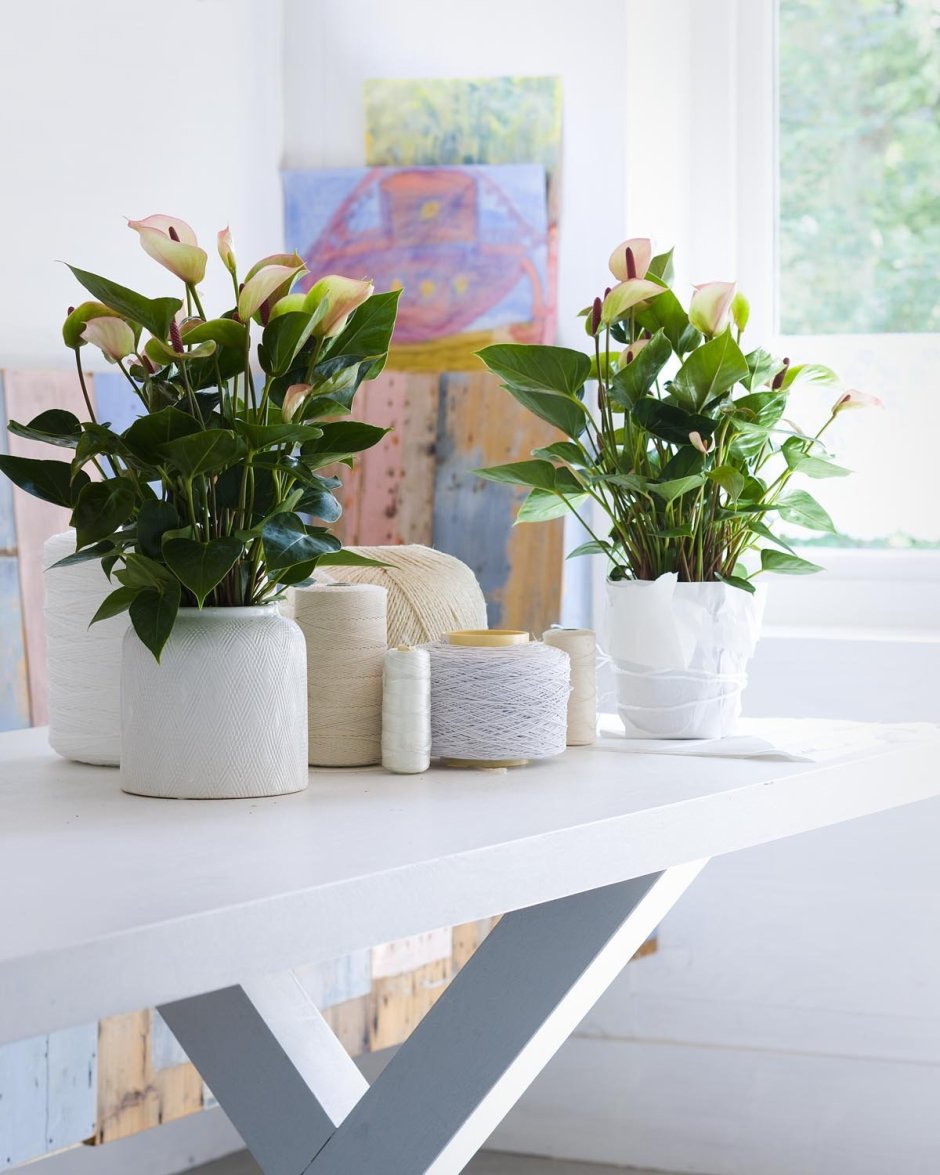 Комнатные цветы в интерьере