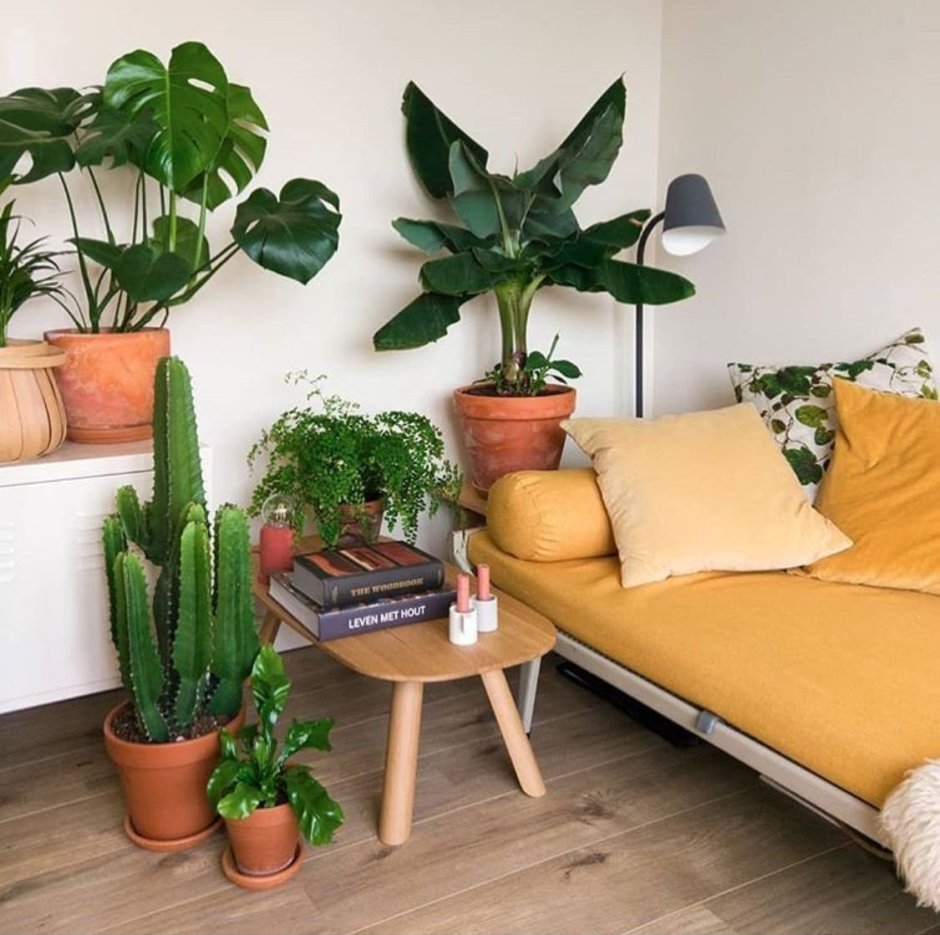 Цветы в квартире