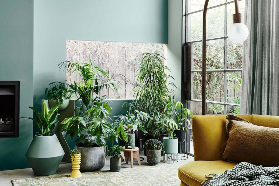 Комнатные цветы в интерьере