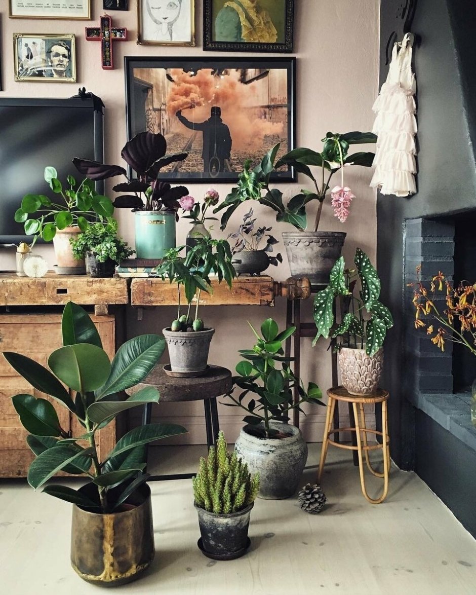 Комнатные растения в интерьере квартиры