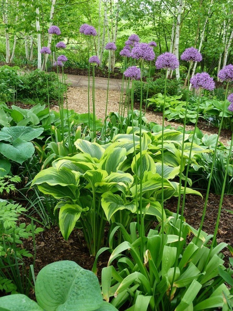 Клумба аллиум и Хоста