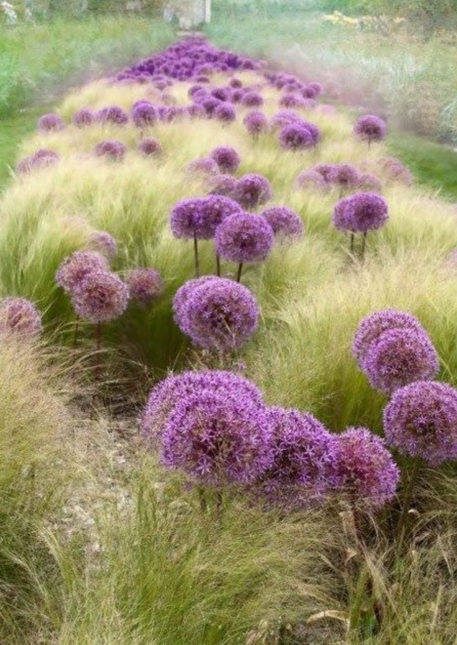 Аллиум котовник ландшафт