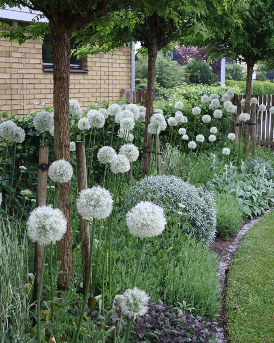 Аллиум Маунт Эверест в ландшафтном