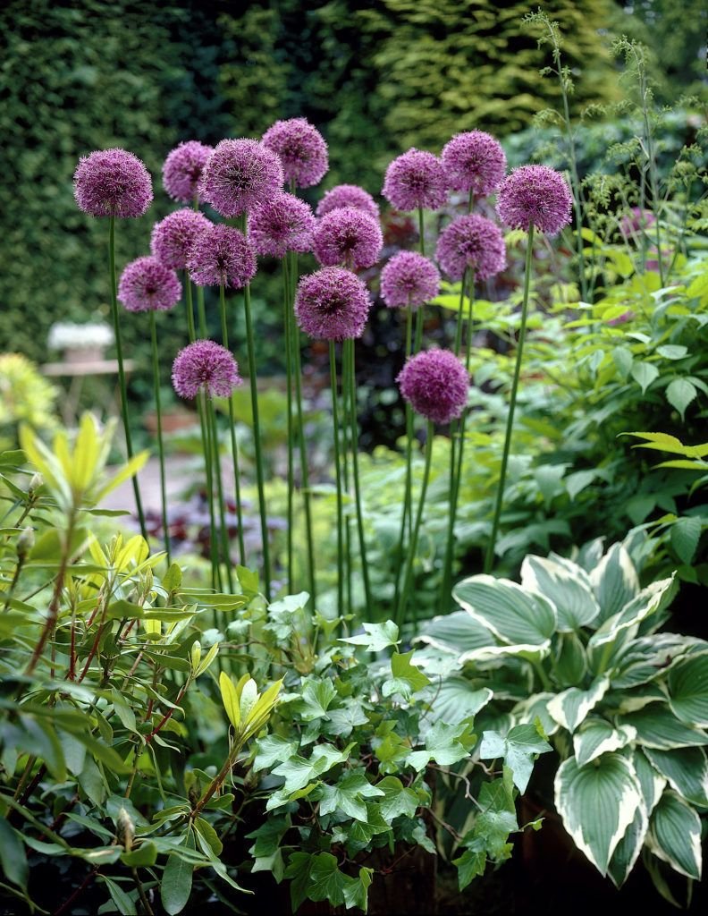 Шнитт лук декоративный