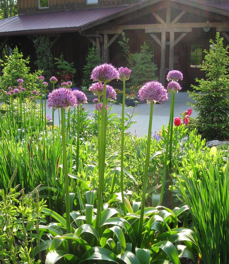 Аллиум пинг понг