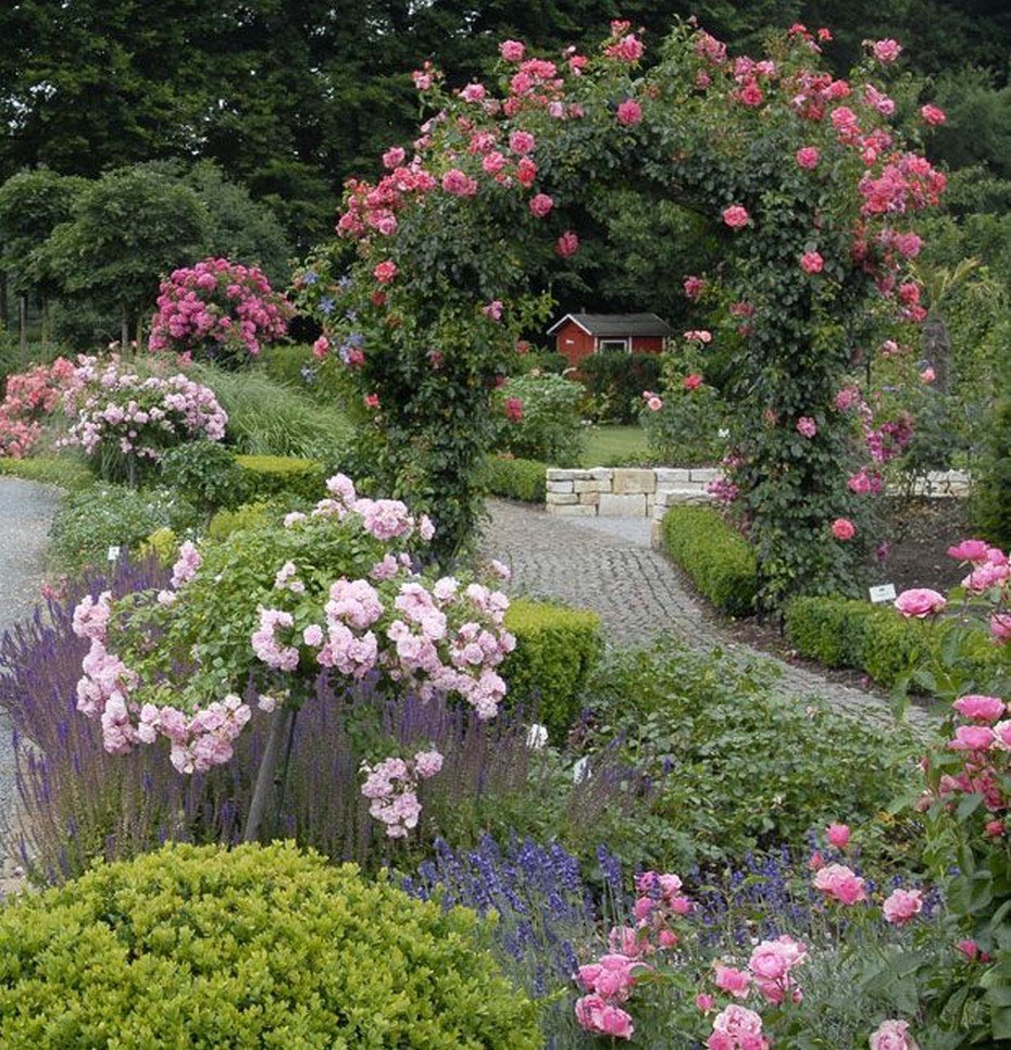 Плетистые розы сады Англии