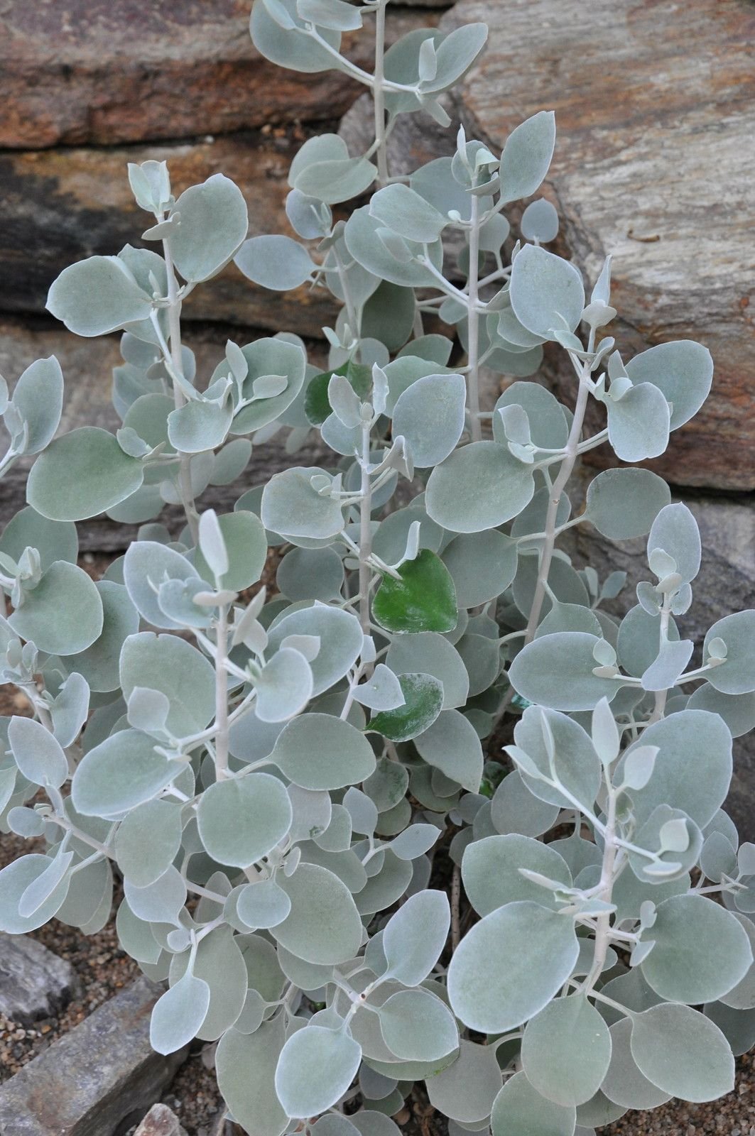 растения серебристого цвета фото и названия