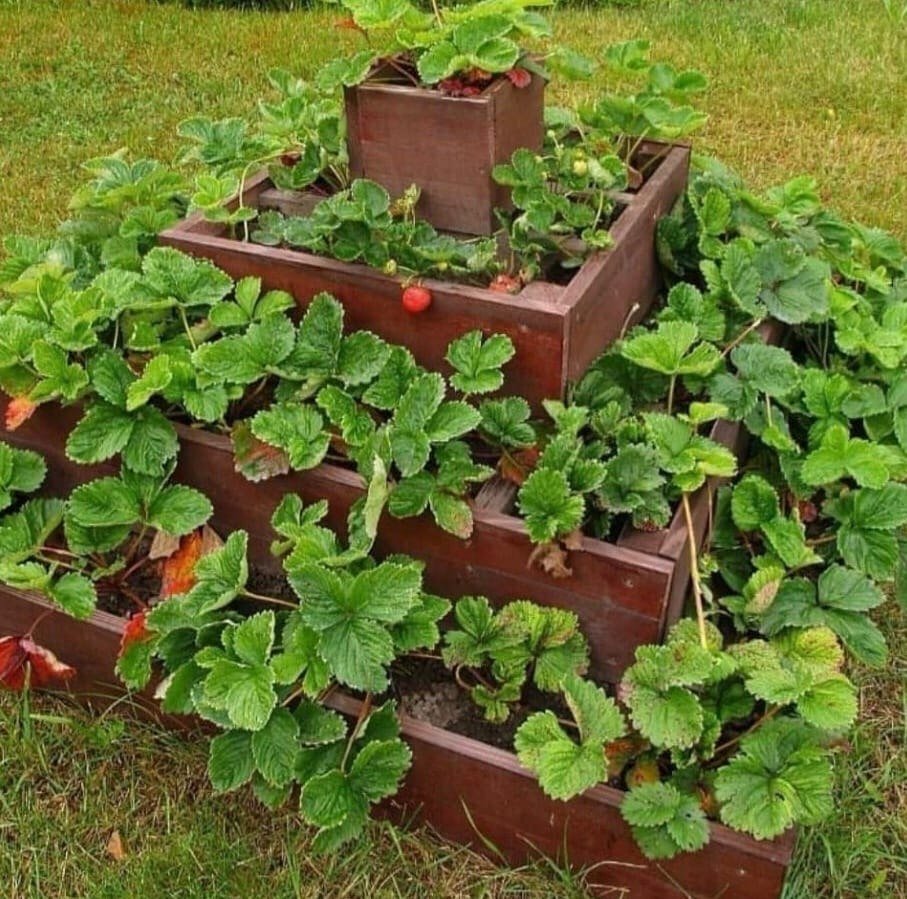 Грядки для клубники многоярусные
