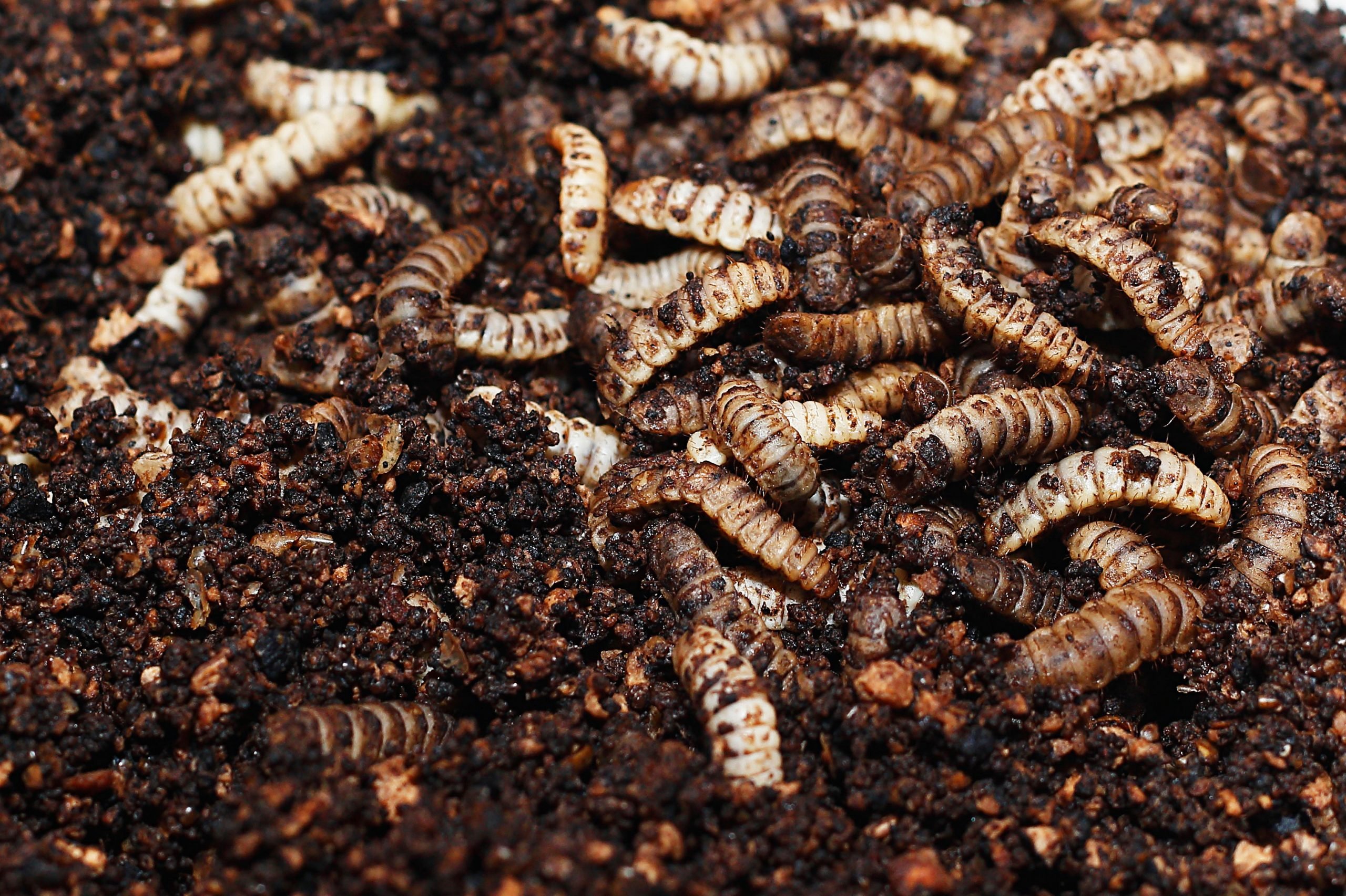 Feeding Black Soldier Fly Larvae