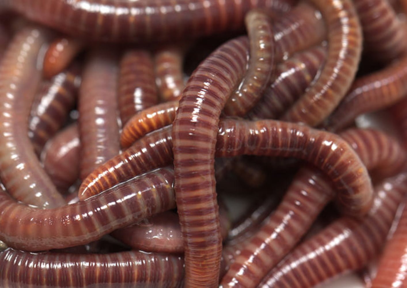 Кровать червяк. Красный червь (Lumbricus rubellus.