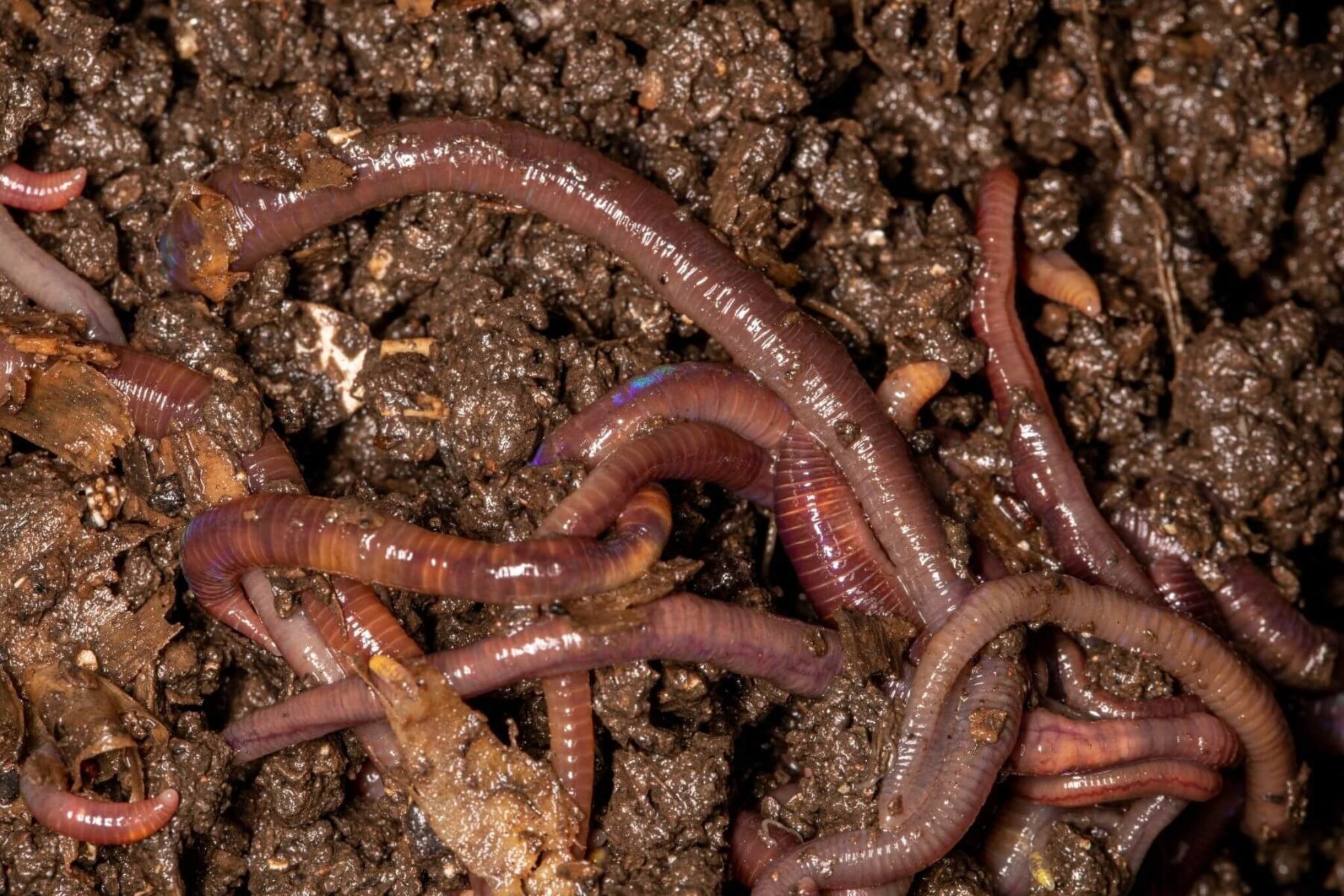 Что едят червяки дождевые. Красный калифорнийский червь. Калифорнийские черви личинки. Дождевые черви Макросъемка.
