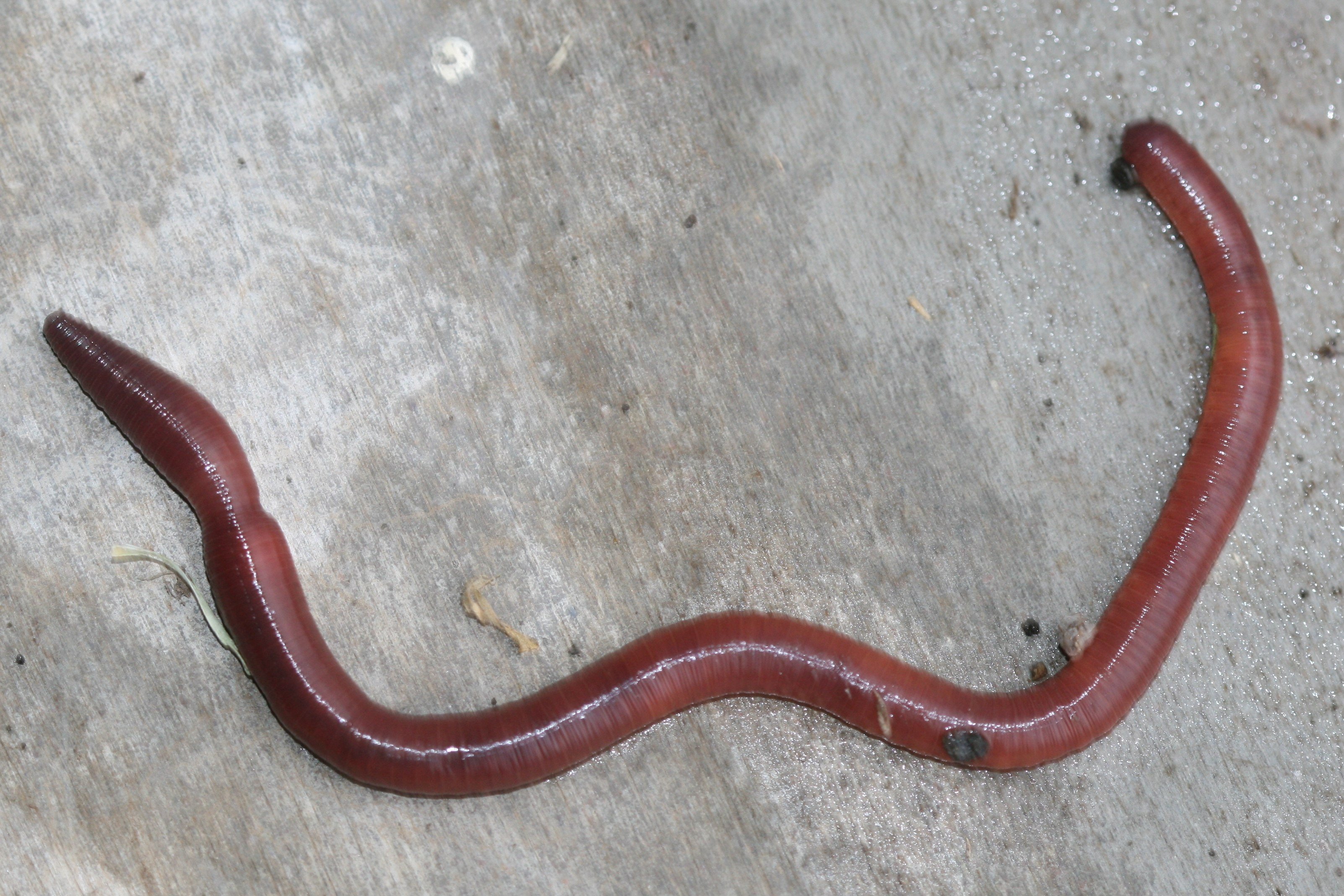 Червяк тоджи. Червь нематода Земляной. Червь Земляной (Lumbricus terrestris). Красные черви гельминты. Красные черви гельминты скребень.