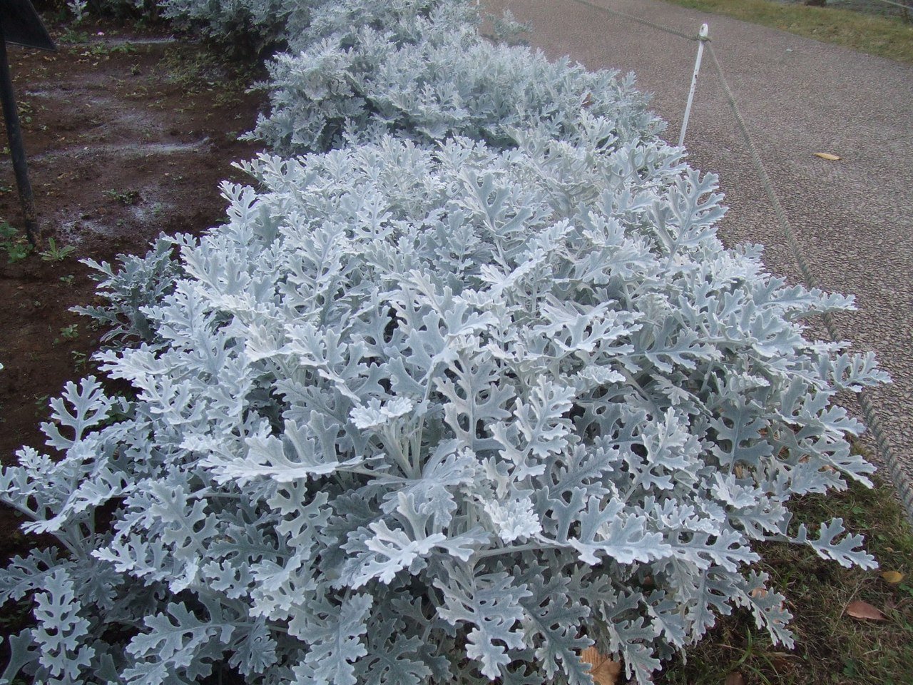 Цинерария Приморская cineraria maritima