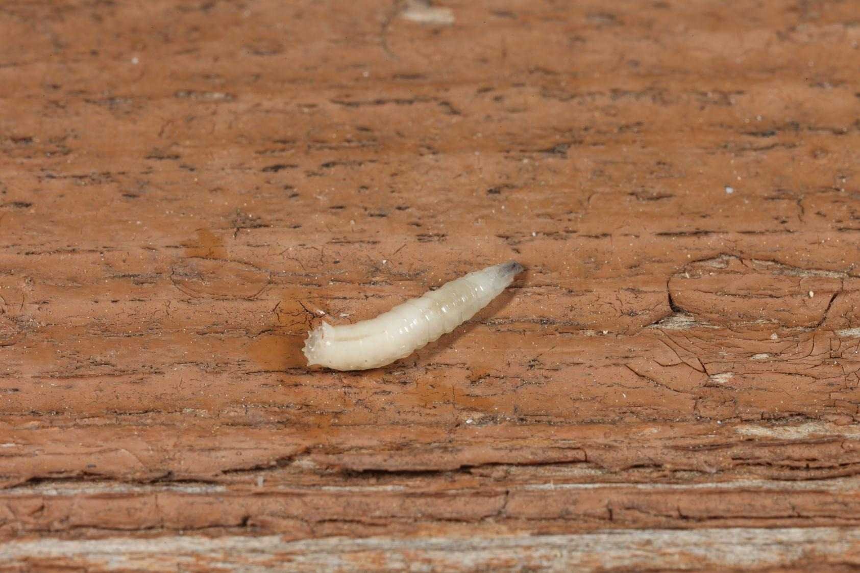 Малый сперва. Личинка опарыша паразит. Маленькие белые червячки. Энхитреи личинки.
