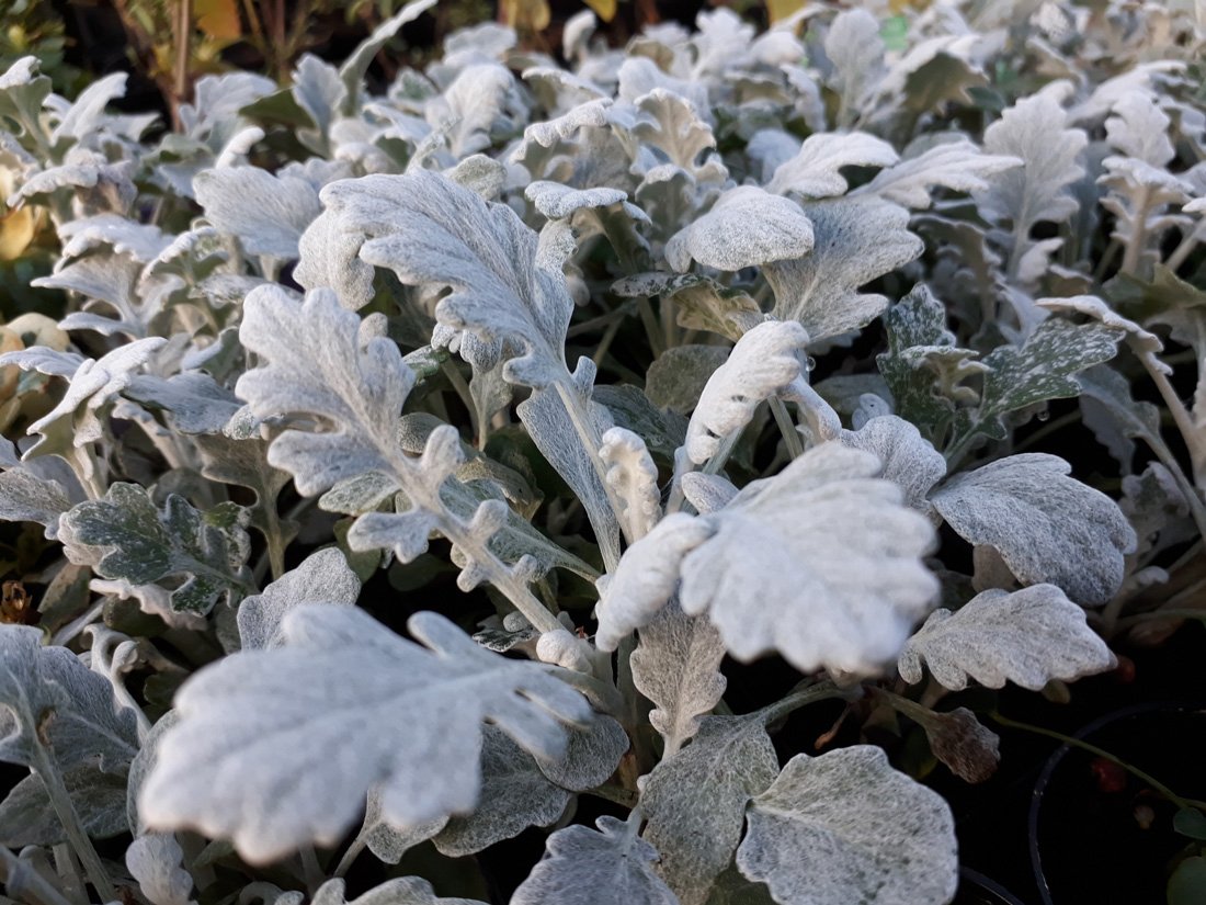 Цинерария Приморская (Senecio cineraria)