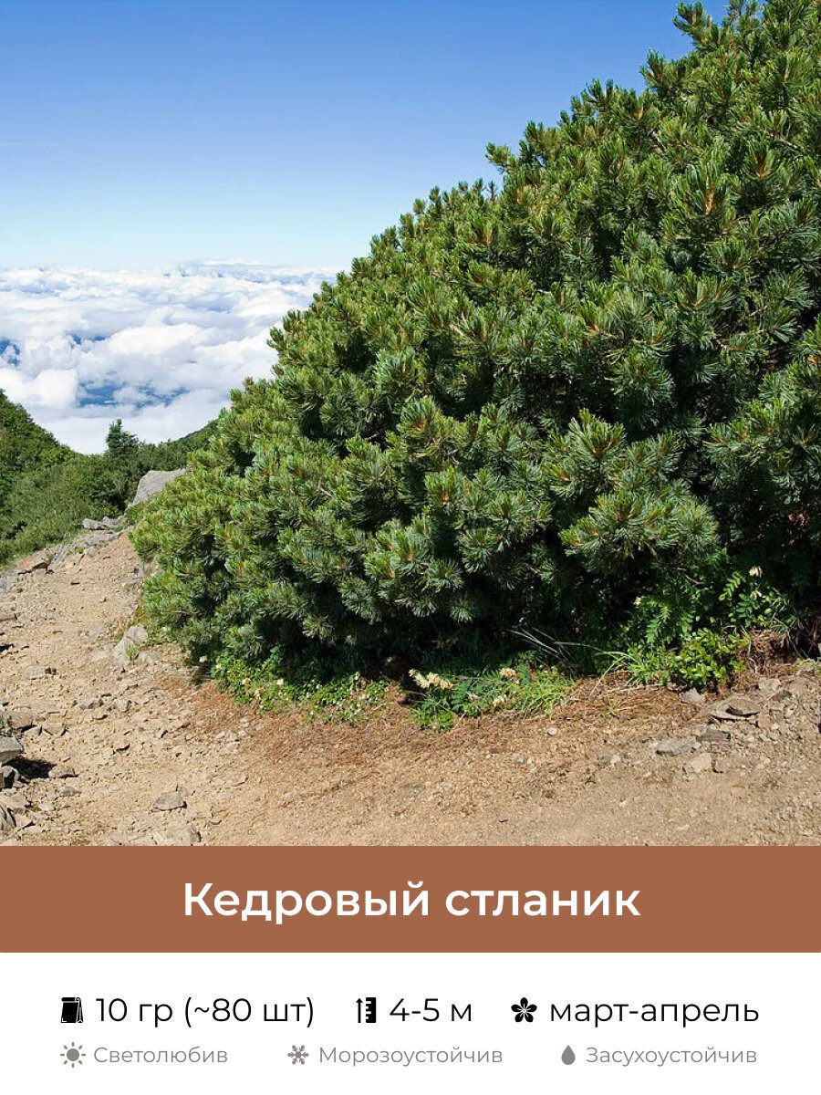 Кедровый стланик (Pinus pumila)