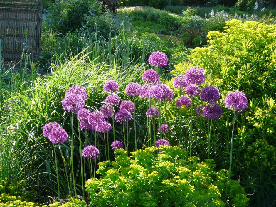 Аллиум афлатунский