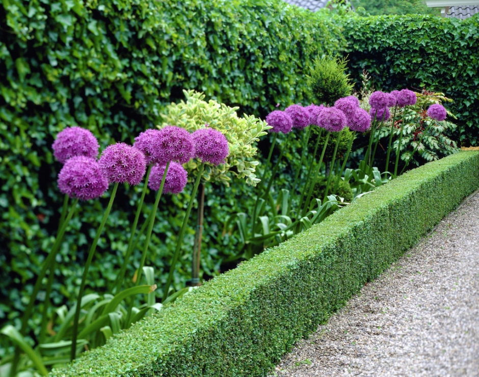 Allium giganteum ландшафт