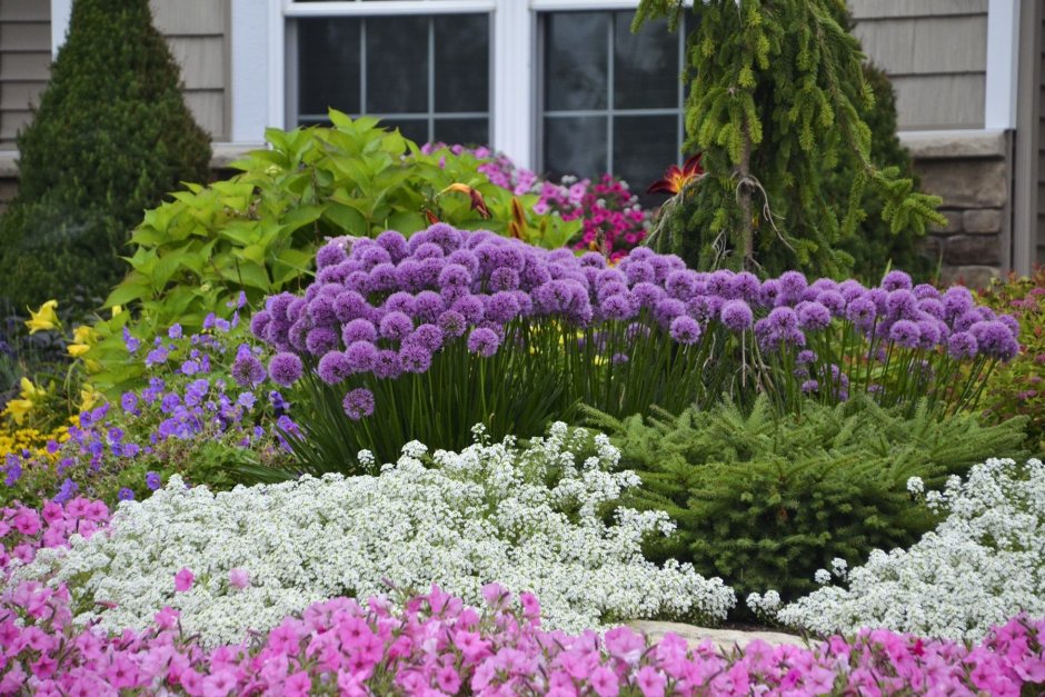 Алиссум Глоубмастер