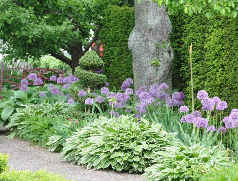 Хоста и шнитт лук на клумбе