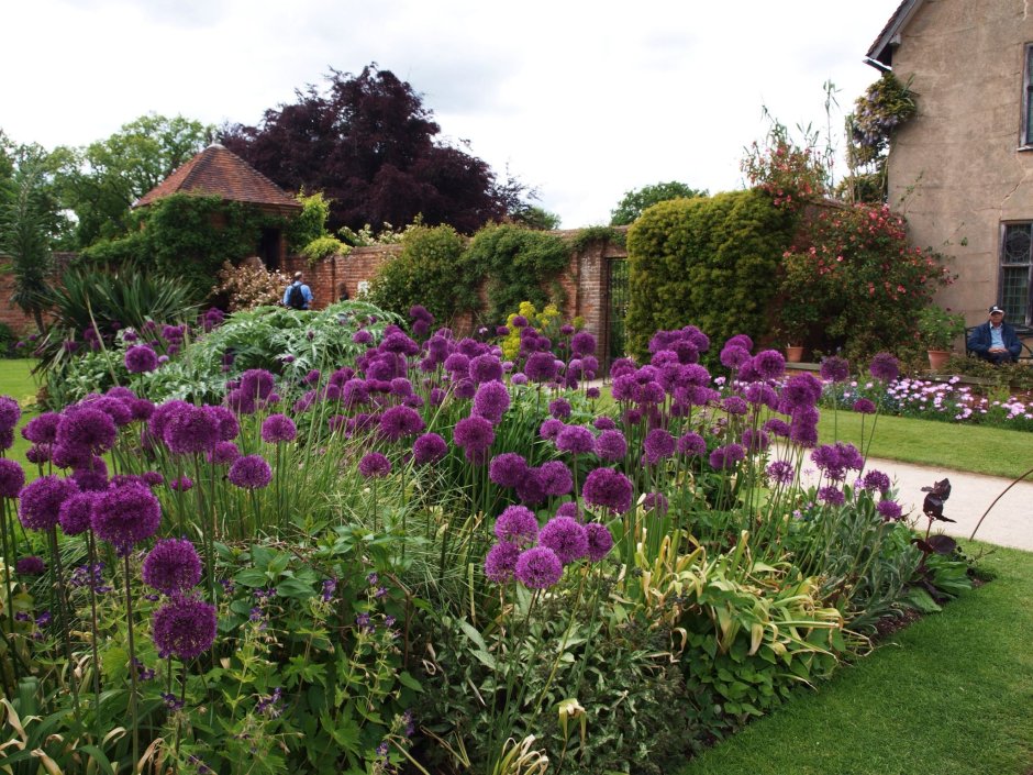 Миксбордер аллиум Луки