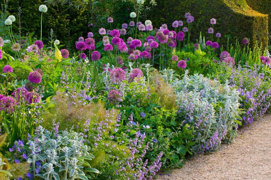 Аллиум котовник ландшафт