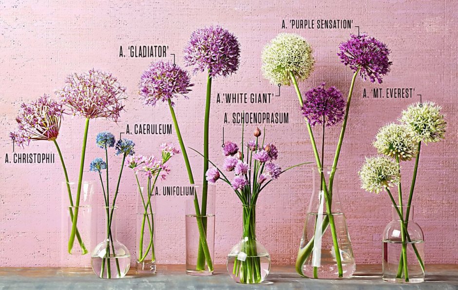 Аллиум декоративный размножение