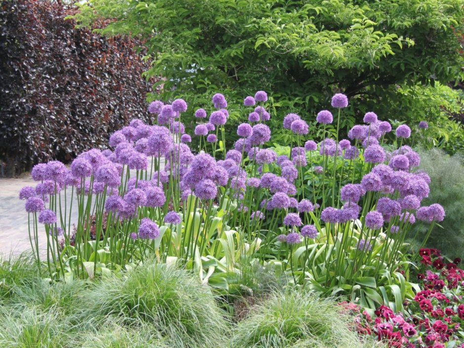 Лук аллиум афлатунский