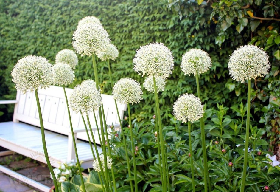 Mount Everest аллиум