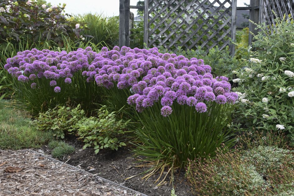 Лук гибридный "Millenium"