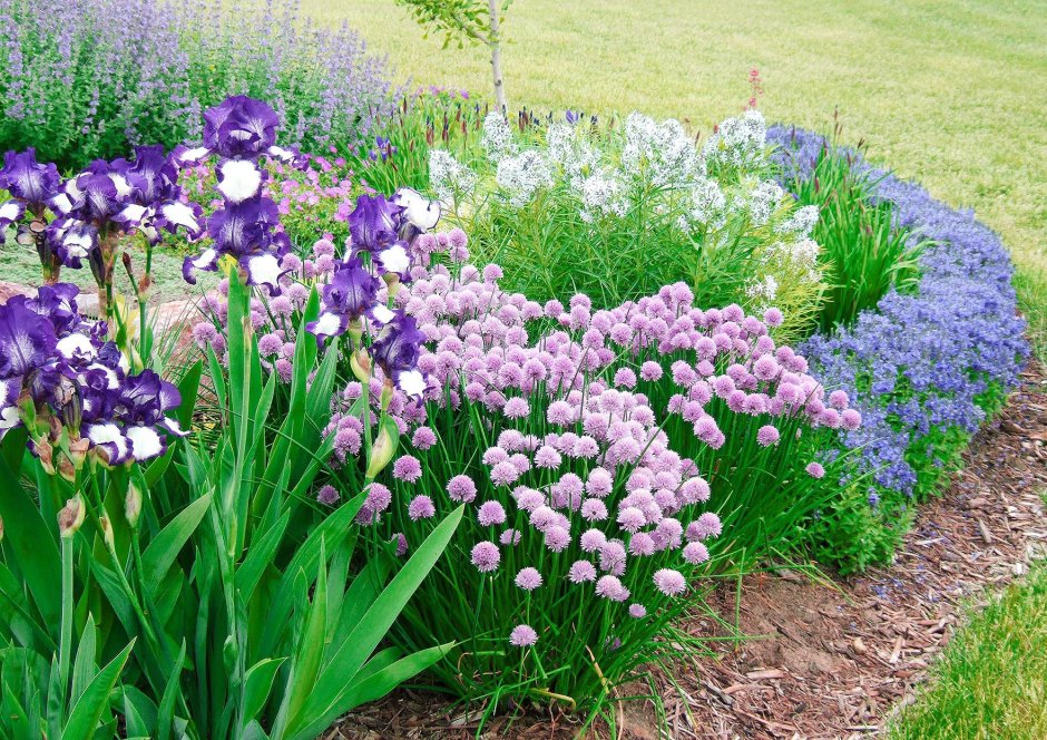 Шнитт лук и ирисы