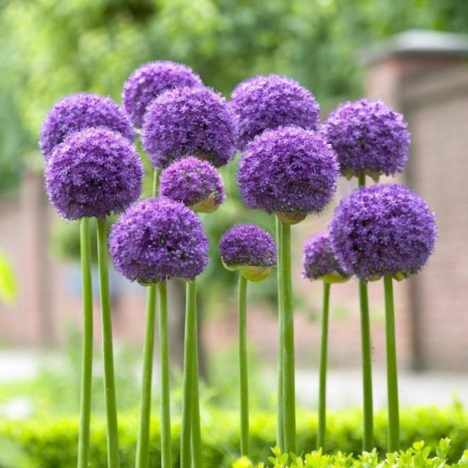 Аллиум Гладиатор растение
