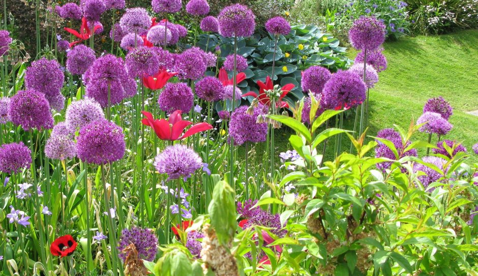 Аллиум в миксбордере