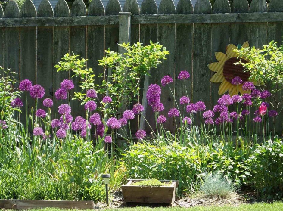 Аллиум в миксбордере