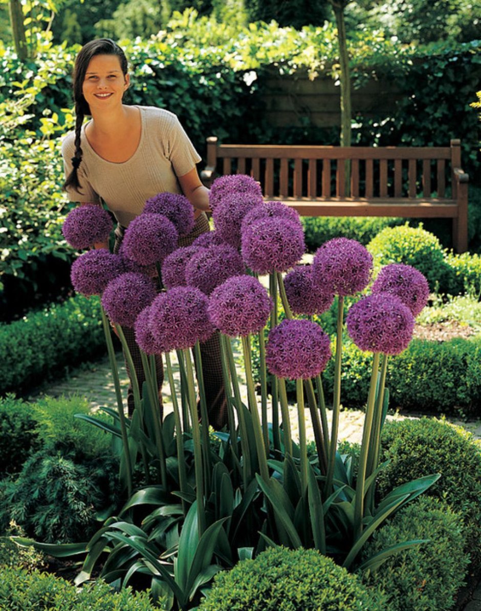 Аллиум афлатунский