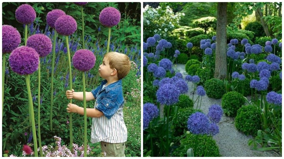 Декоративный лук аллиум в ландшафте