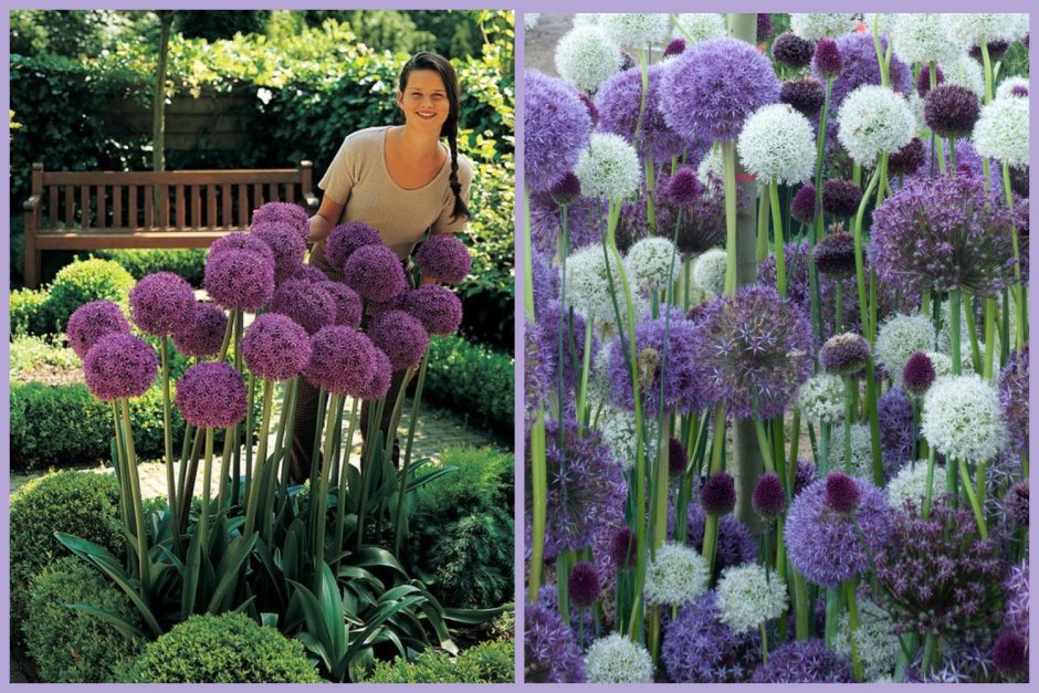 Аллиум (лук декоративный) sphaerocephalon