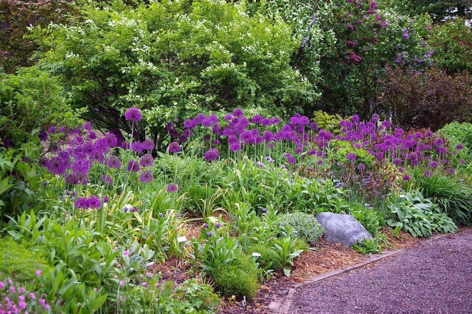 Аллиум в миксбордере