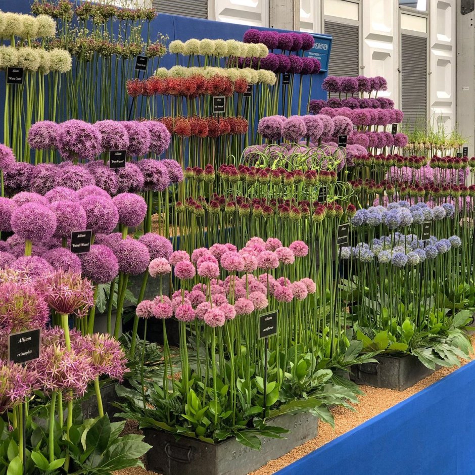 Аллиум микс