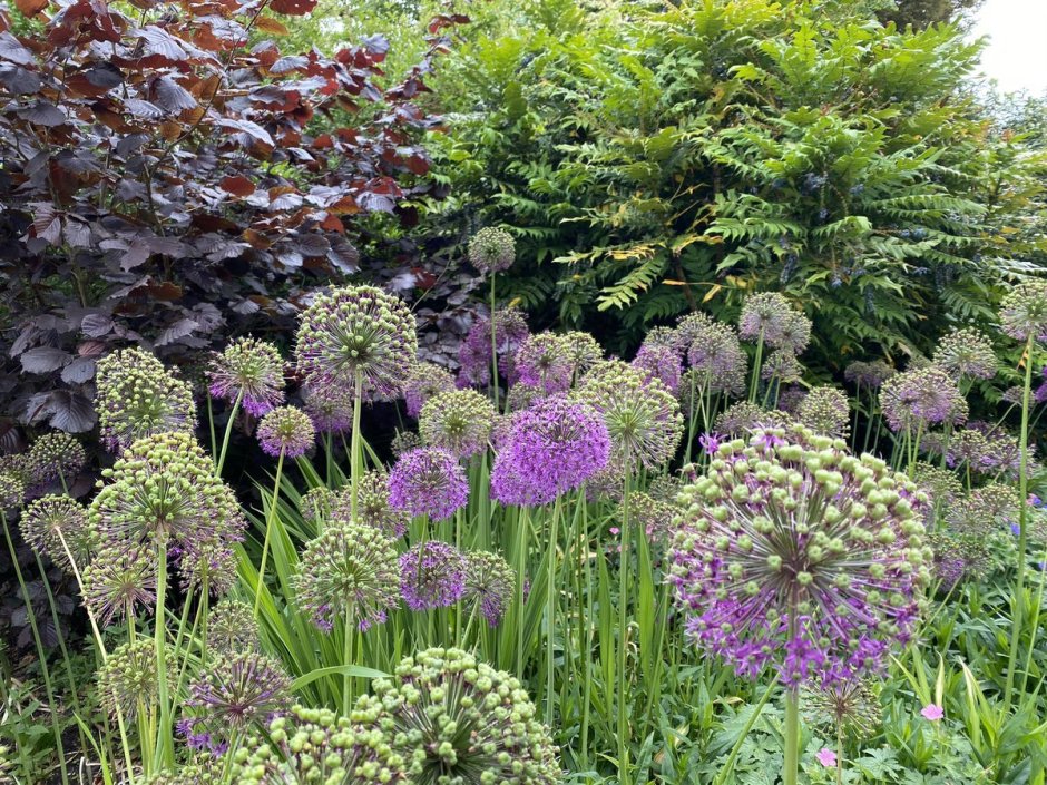 Аллиум Меркуриус