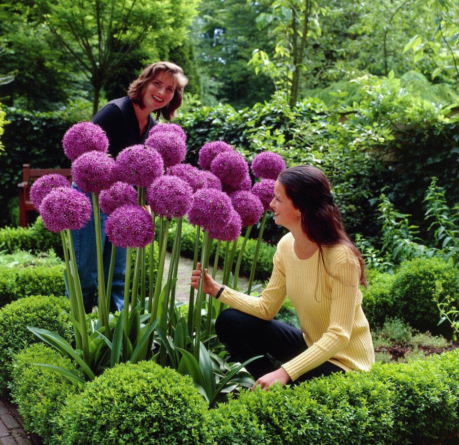 Гигантский лук (Allium giganteum