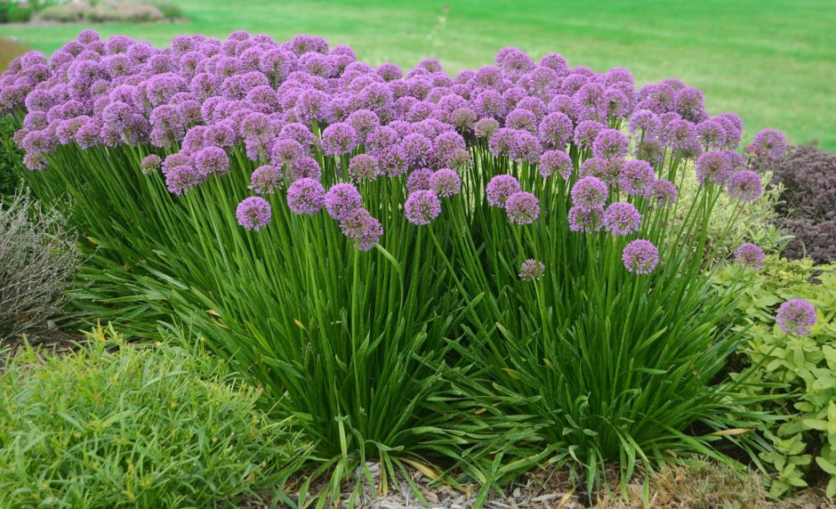 Лук аллиум Миллениум