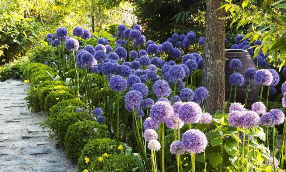 Лук декоративный в вазоне