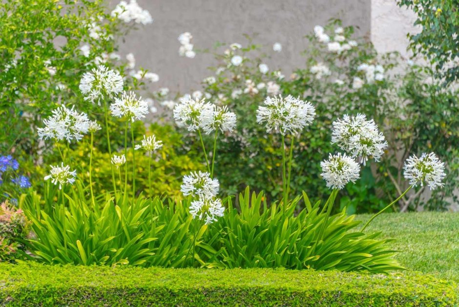 Аллиум белый