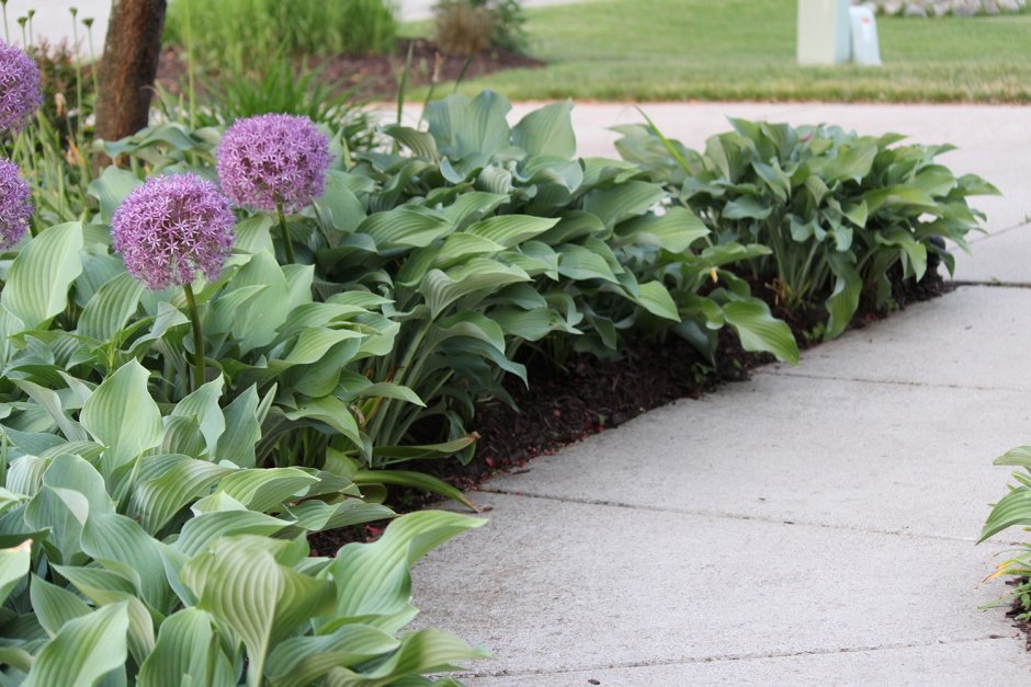 Клумба аллиум и Хоста