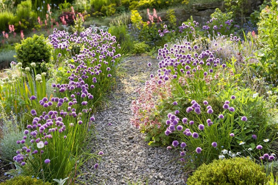 Шнитт-лук бордюрный