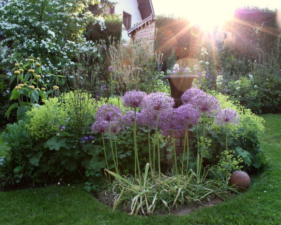 Лук декоративный и хвойники